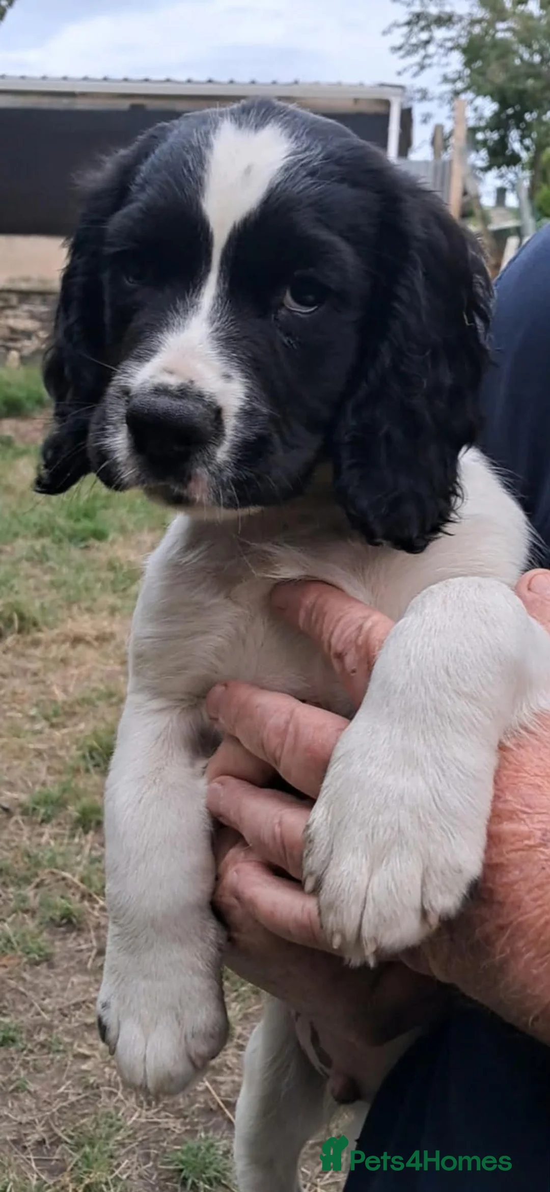 Sprocker dogs for sale: SPROCKER (ENGLISH SPRINGER X COCKER SPANIEL) PUPS - Advert 2