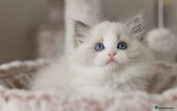 Ragdoll cats for sale: Amazing Ragdoll kittens - Image 20