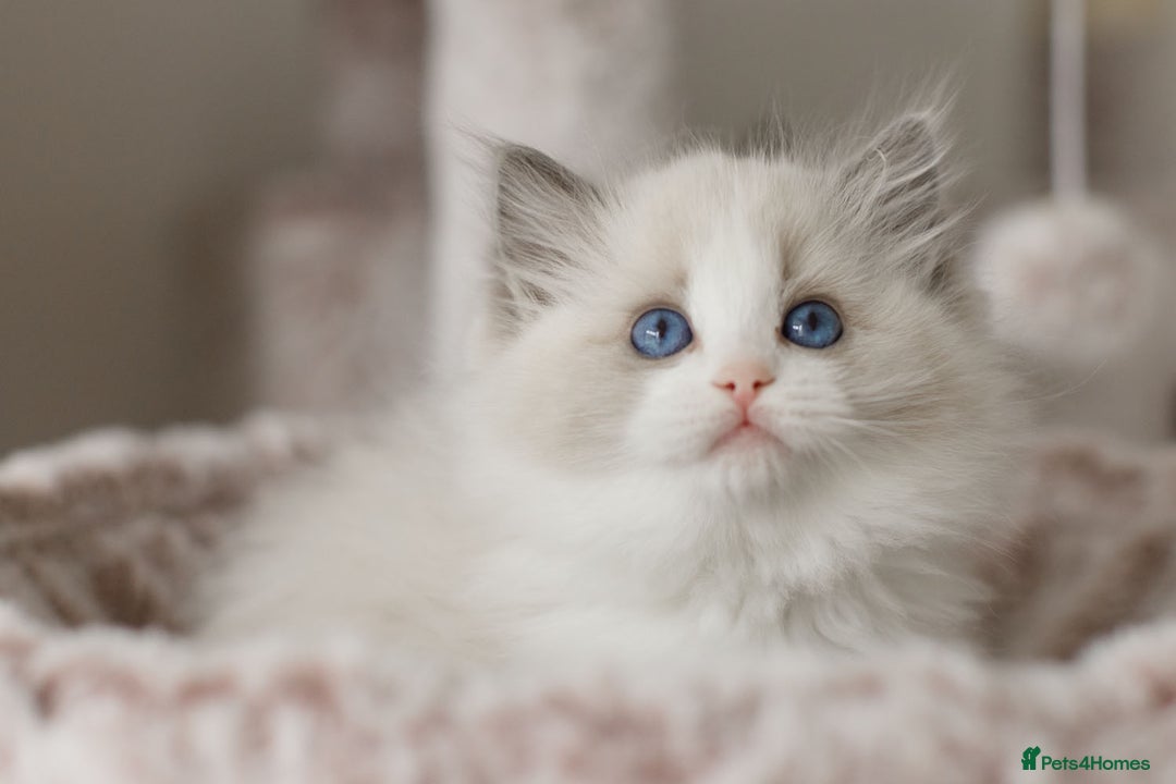 Ragdoll cats for sale: Amazing Ragdoll kittens - Image 20