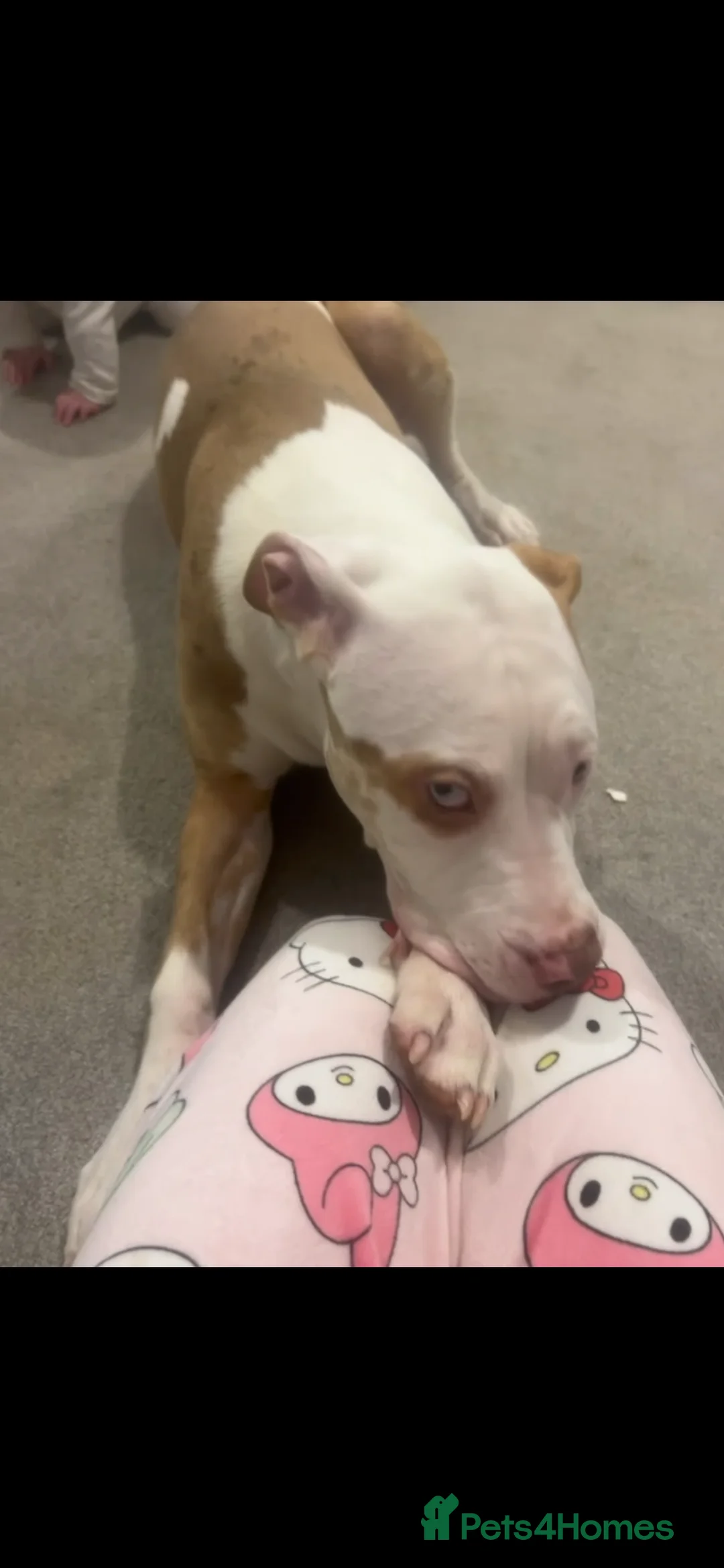 American Bully dogs for sale: luna  in Derby - Advert 1