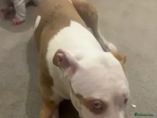 American Bully dogs luna in Derby - Advert 1
