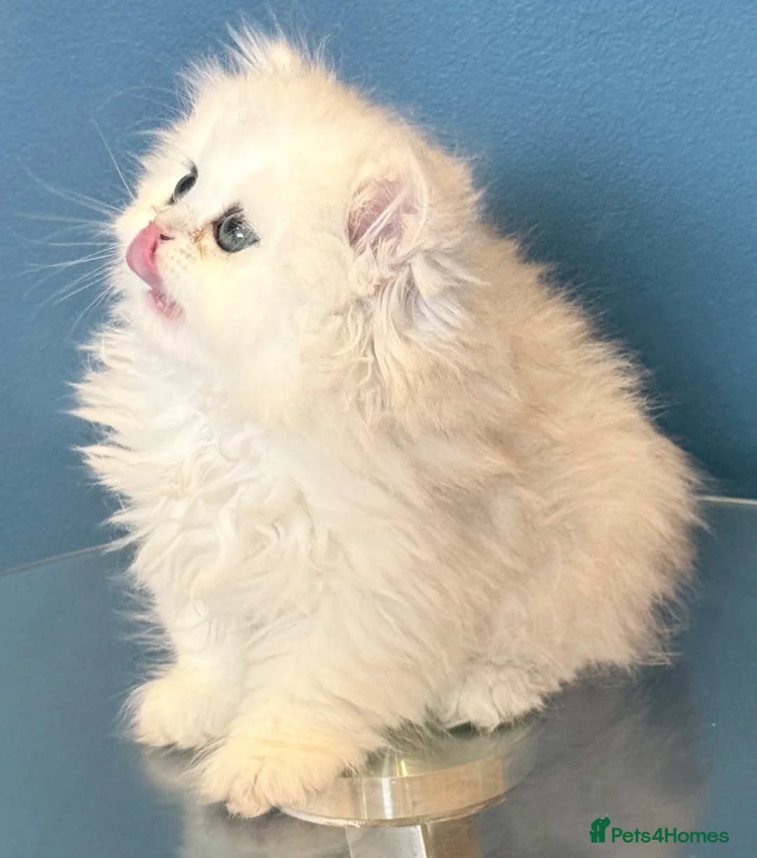 Persian cats for sale: GCCF registered silver persian( chinchilla) - Advert 2