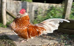Chickens poultry for sale: Rare Breed Thuringian Chamois & Black Chickens  - Image 21