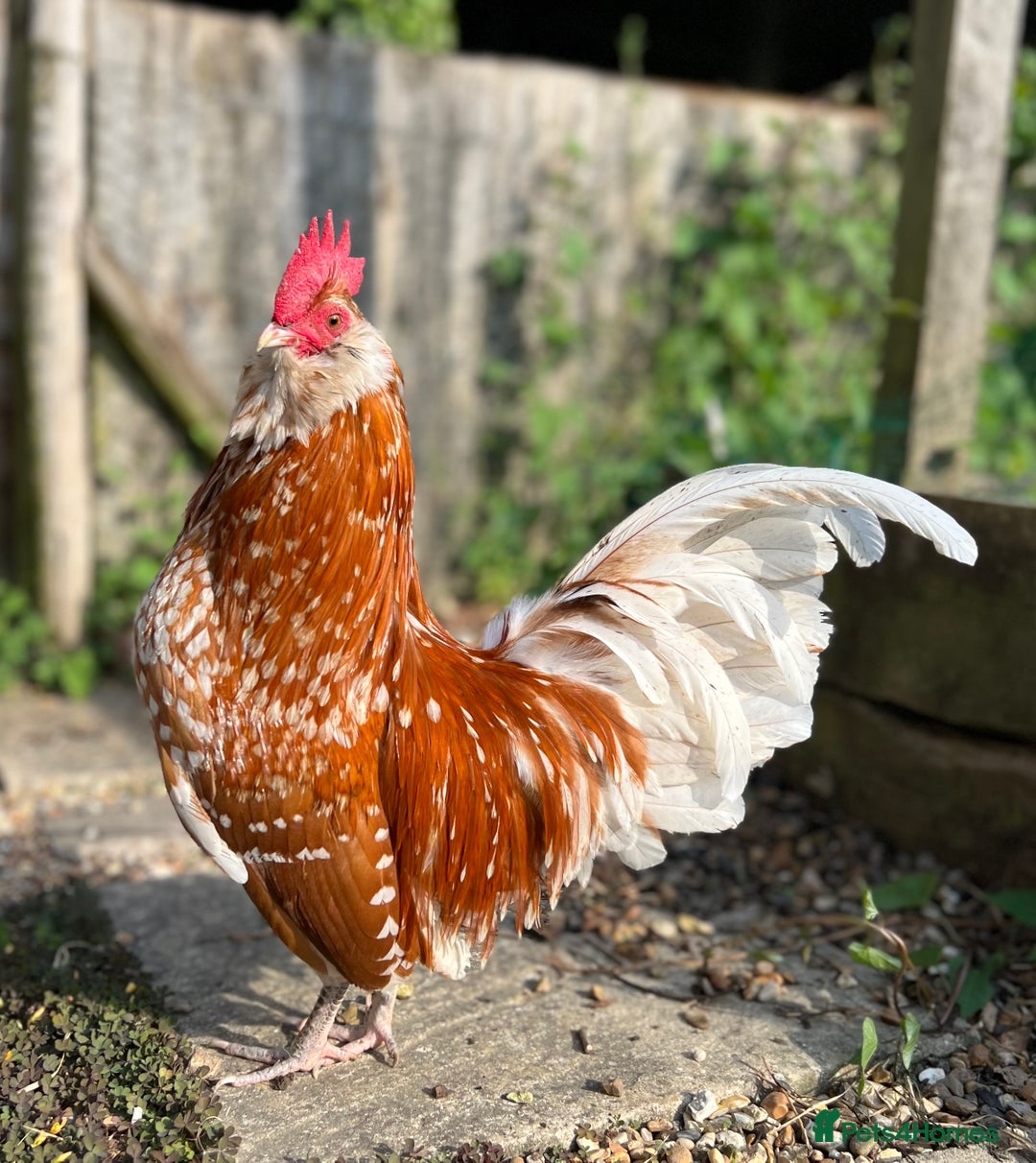 Chickens poultry for sale: Rare Breed Thuringian Chamois & Black Chickens  - Image 21