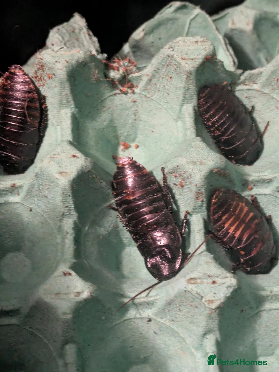 Cockroaches invertebrates for sale: Madagscan hissing cockroaches  - Advert 4