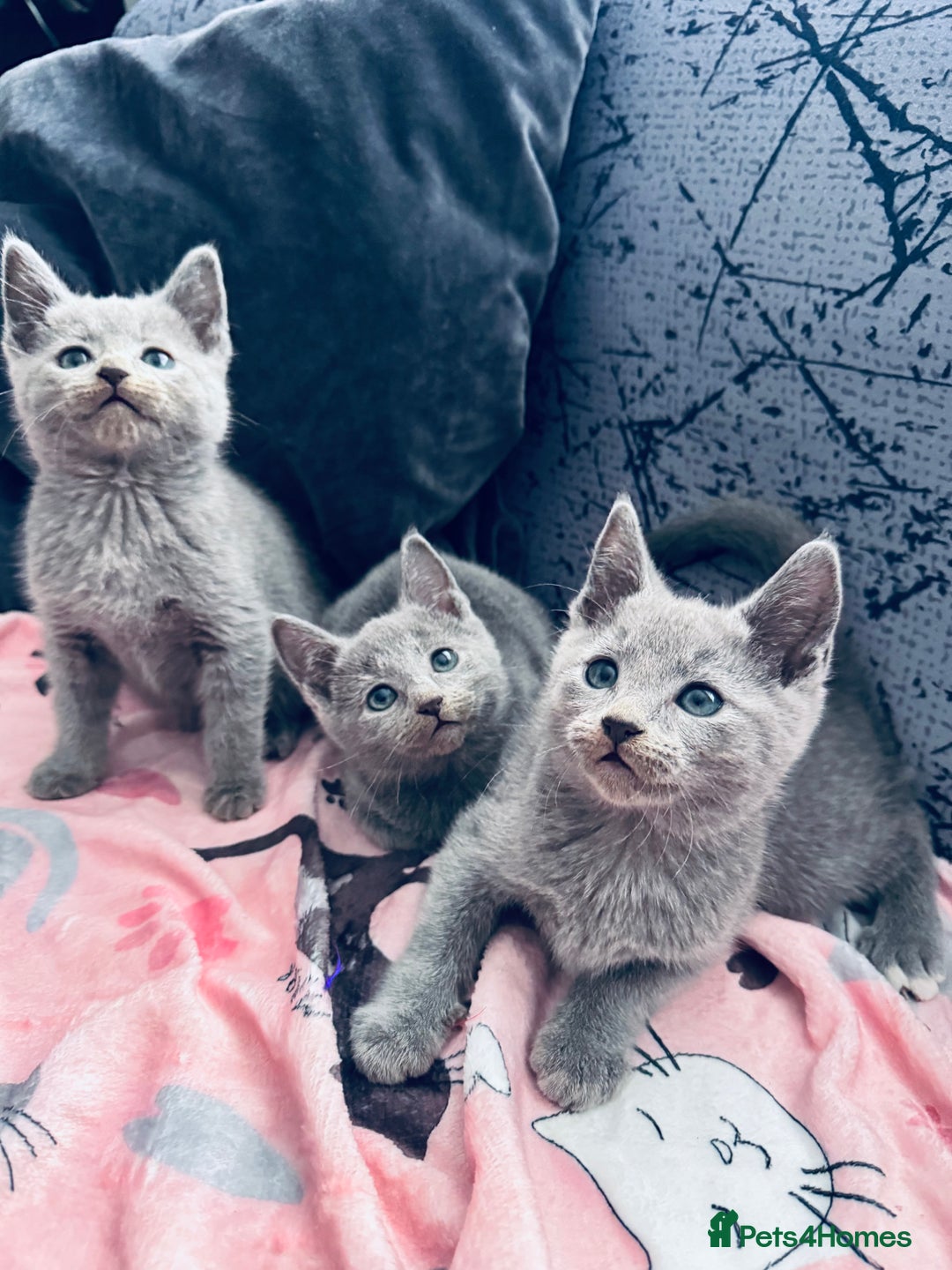 Russian Blue cats for sale: Adorable Russian Blue kittens  - Advert 3