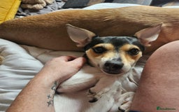Jack Russell dogs for adoption: 💖🐶 DAISY 🐶💖 - Image 12