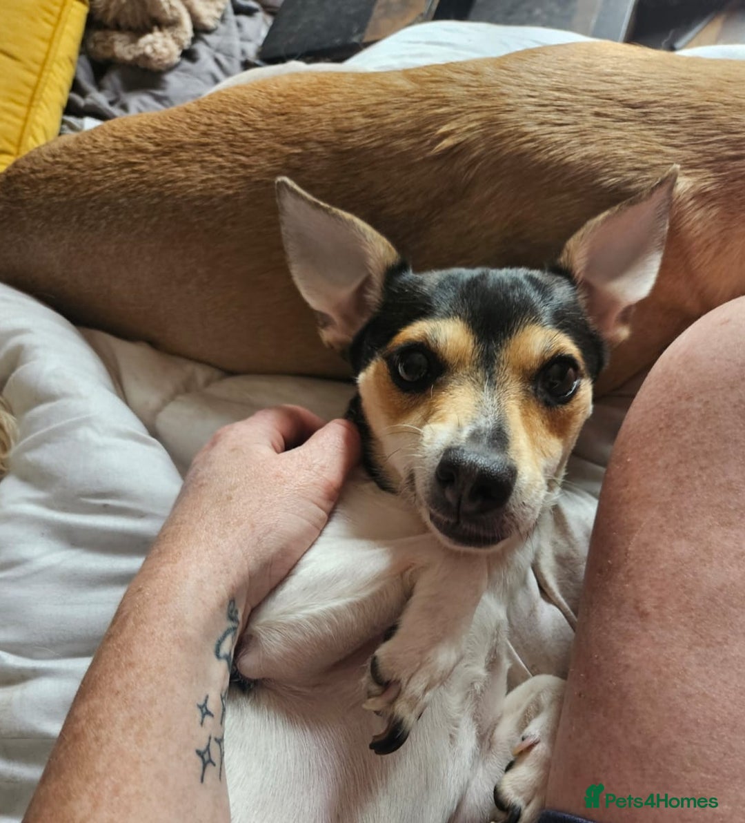 Jack Russell dogs for adoption: 💖🐶 DAISY 🐶💖 - Image 12