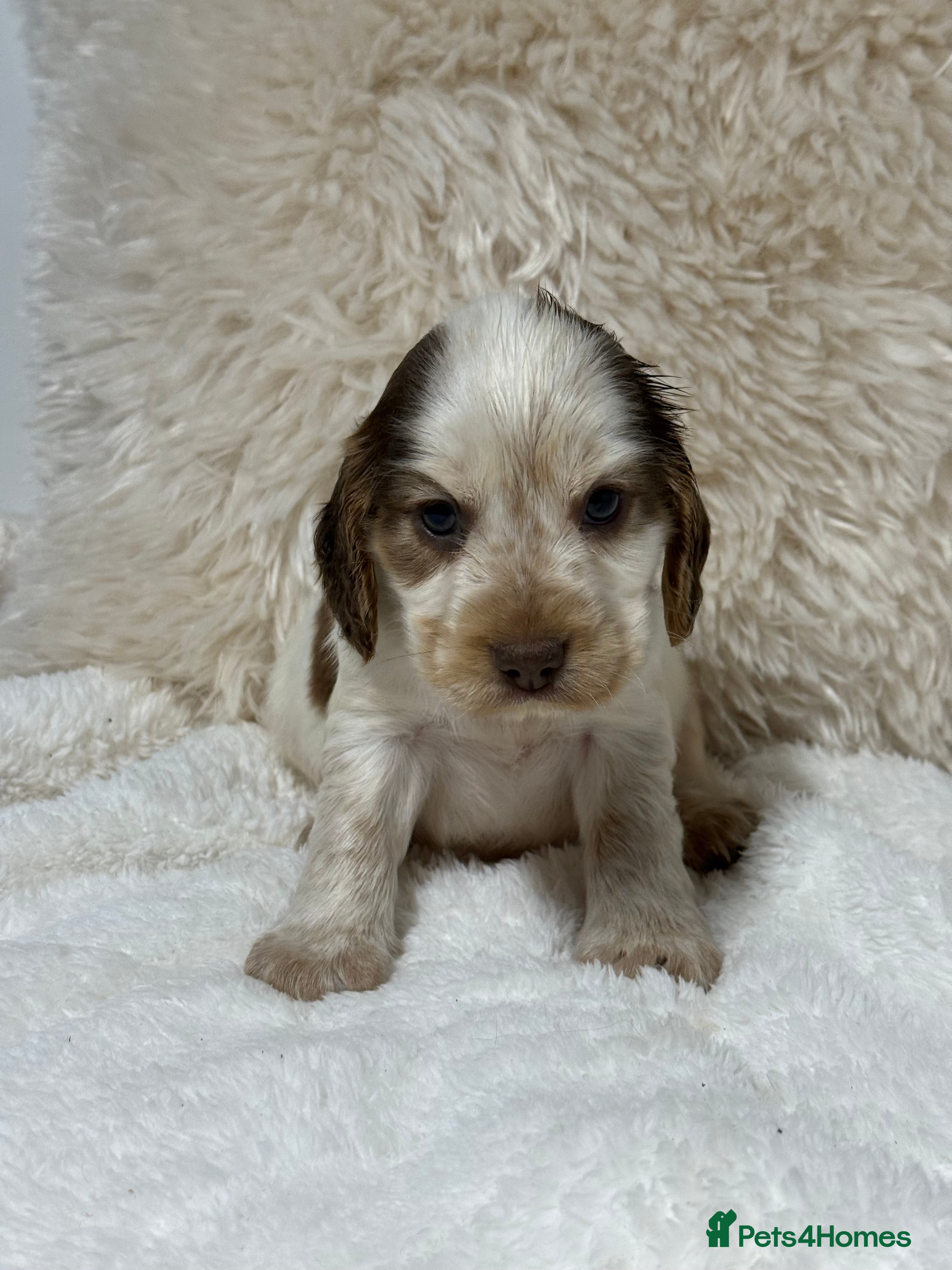 Cocker Spaniel dogs Stunning KC Show Cocker Spaniels - Advert 18