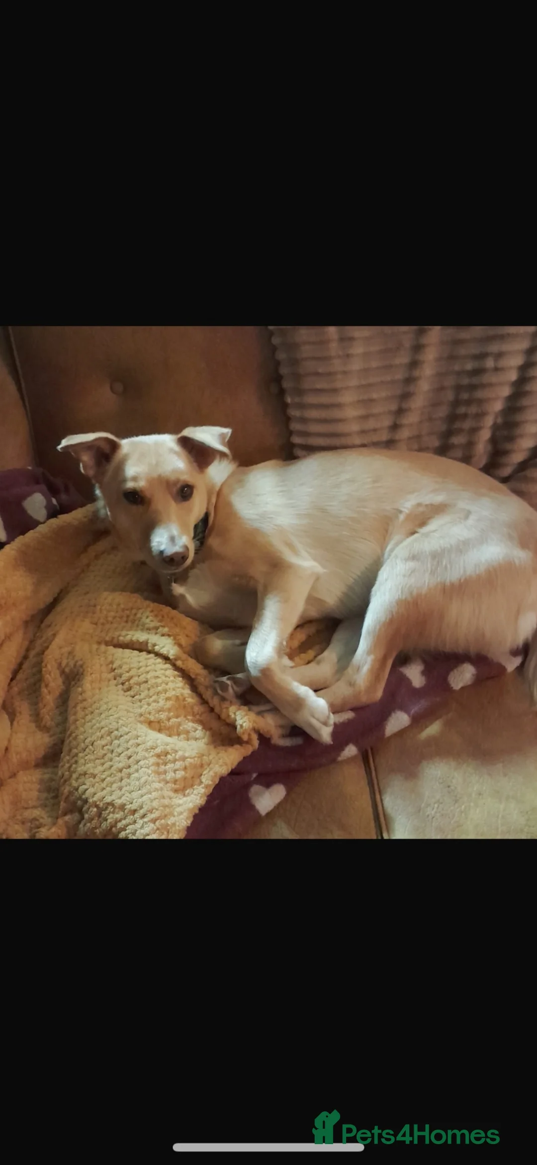 Mixed Breed dogs for adoption: Figgy - Advert 2