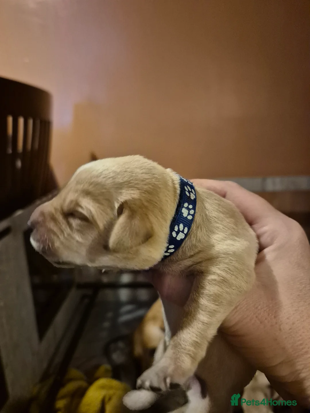 Labrador Retriever dogs for sale: Pedigree KC registered labrador pups. - Advert 13