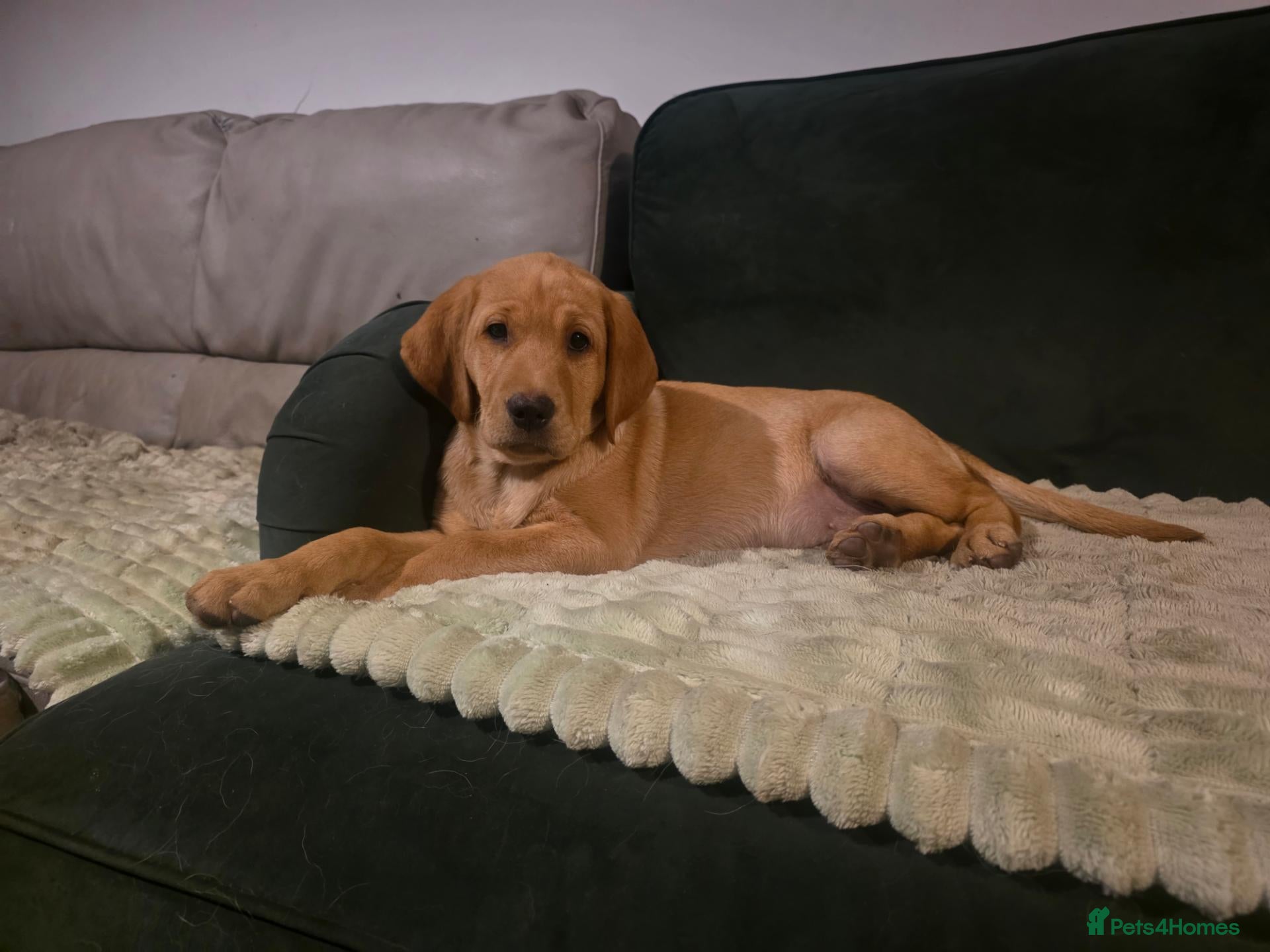 Labrador Retriever dogs BEAUTIFUL LAST REMAINING, HEALTH TESTED GIRL - Advert 1