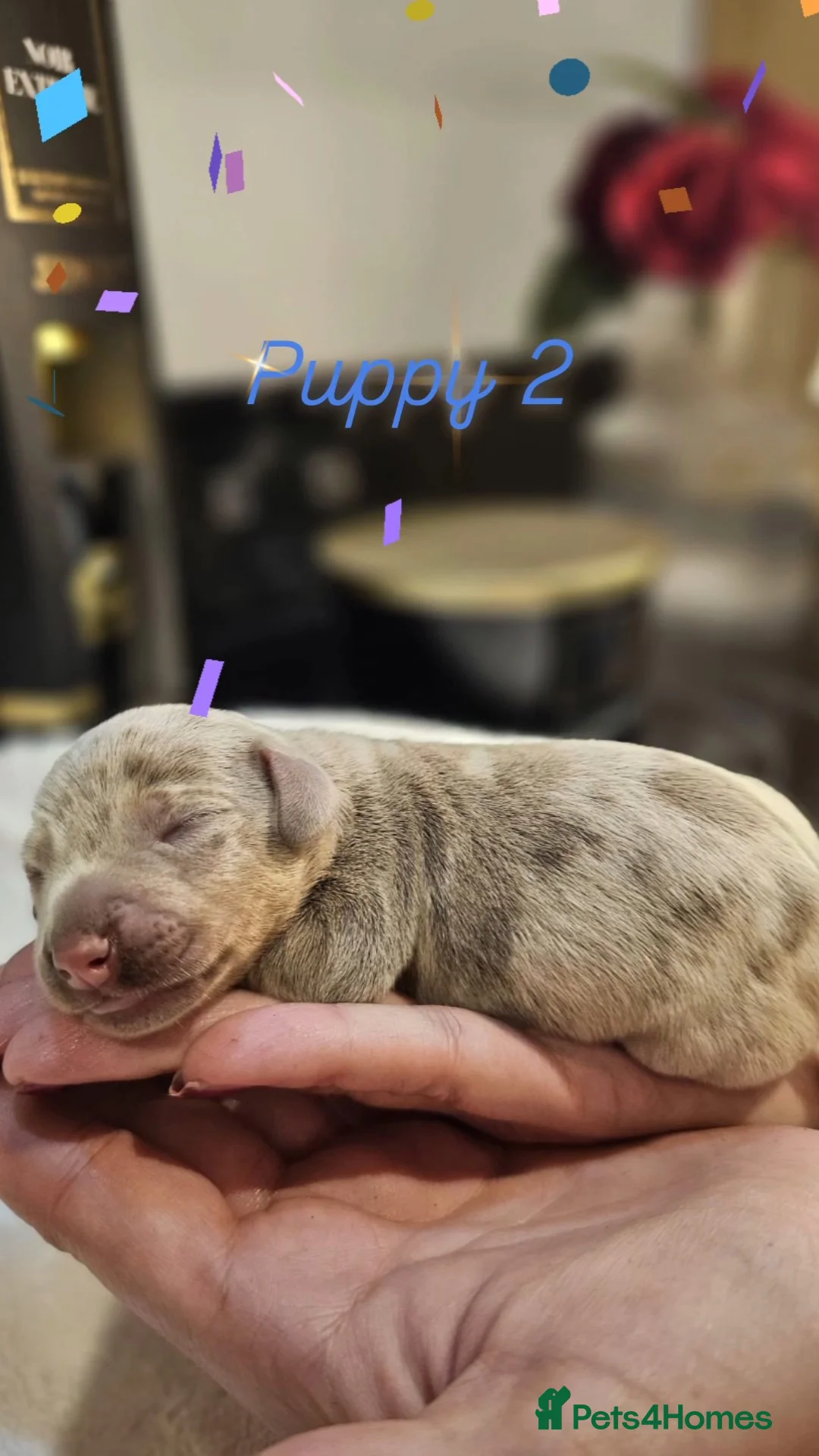 Miniature Dachshund dogs for sale: Extensively health tested mini dachshund puppies. - Advert 10