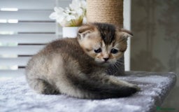 Munchkin cats for sale: Munchkin kittens - Advert 7