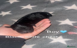 Cockapoo dogs for sale: Cockapoo puppies  - Image 2