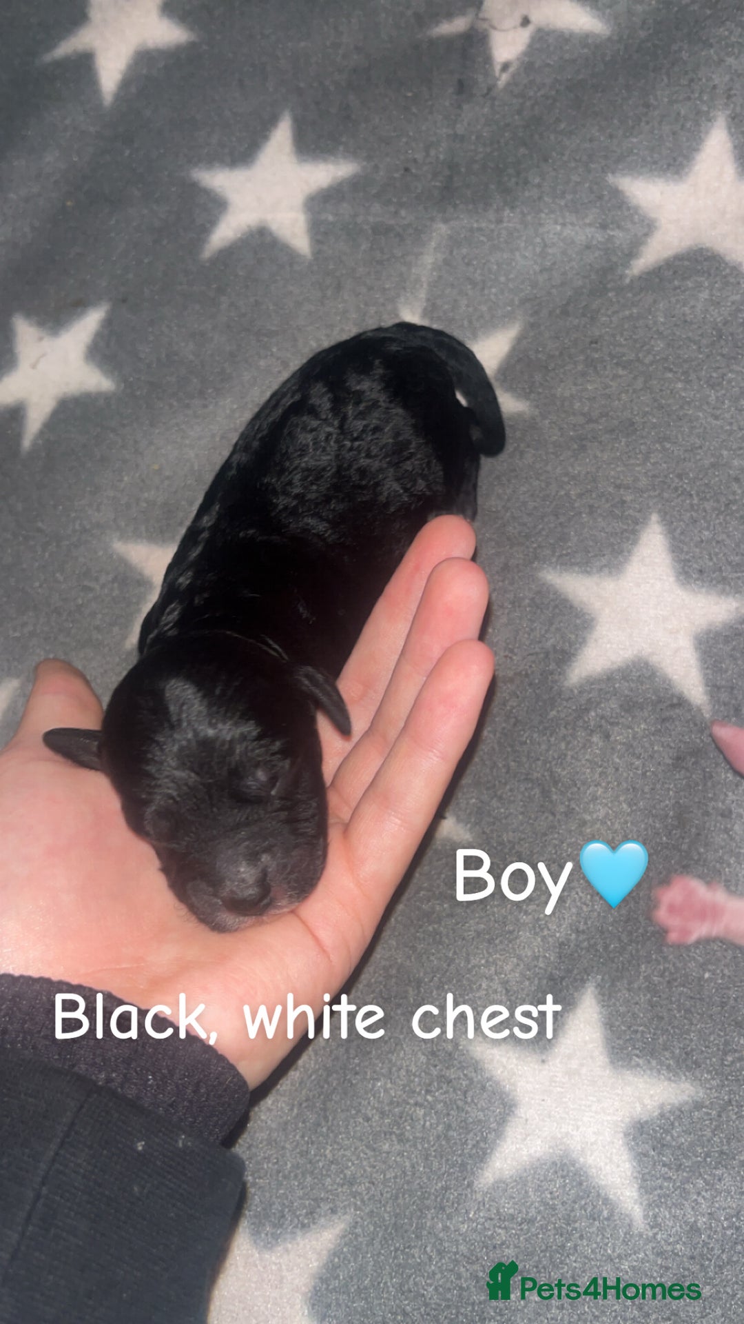 Cockapoo dogs for sale: Cockapoo puppies  - Image 2