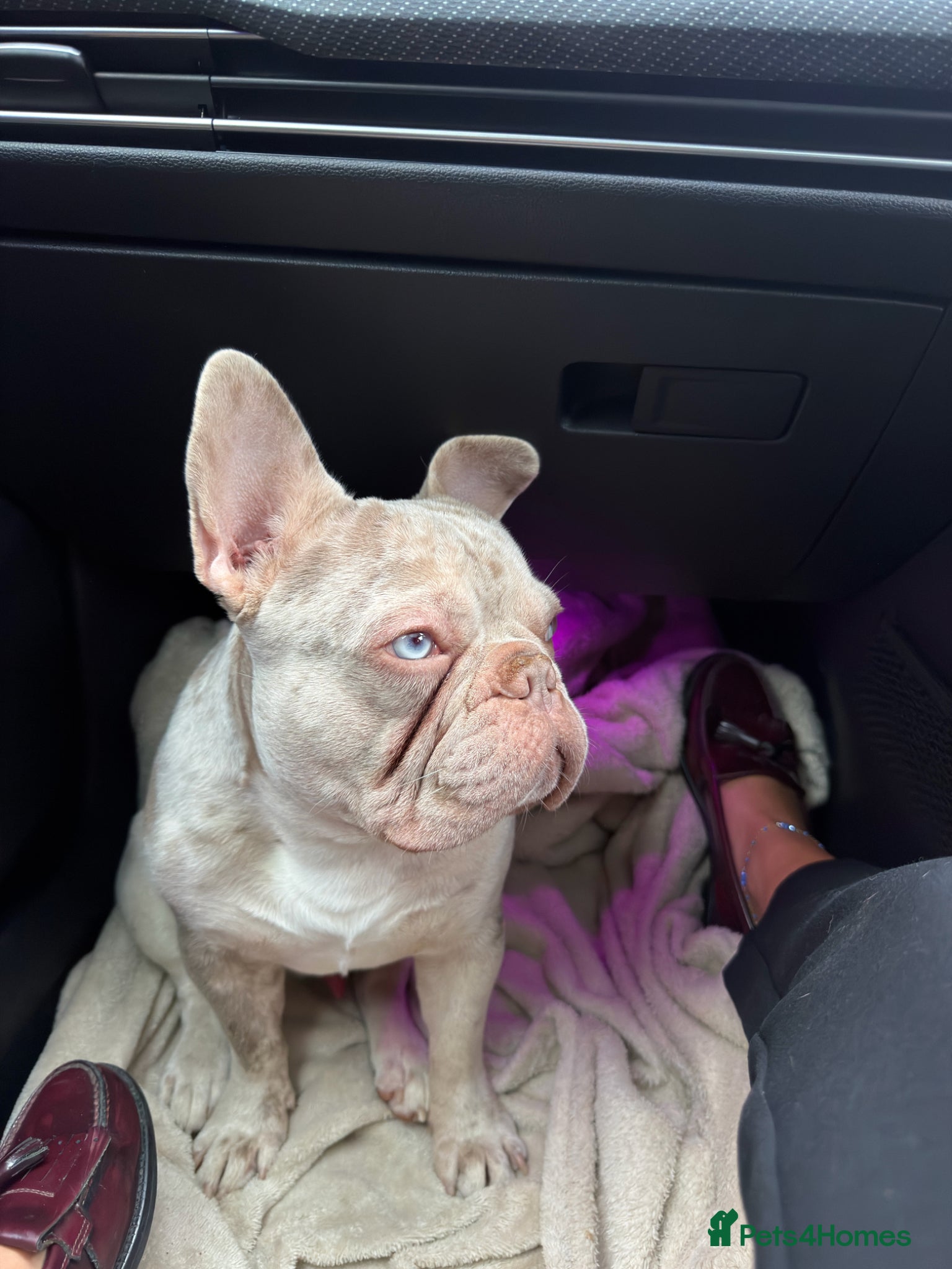 French Bulldog dogs Ralph  - Advert 1