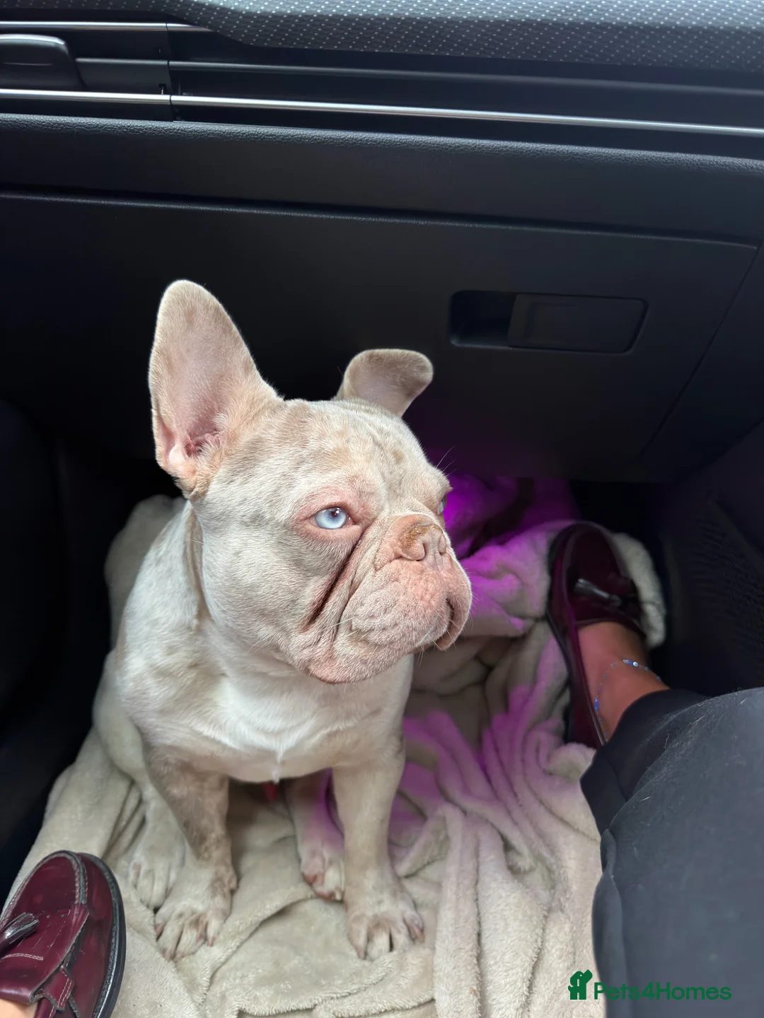 French Bulldog dogs for stud: Ralph  in Maidstone - Advert 1