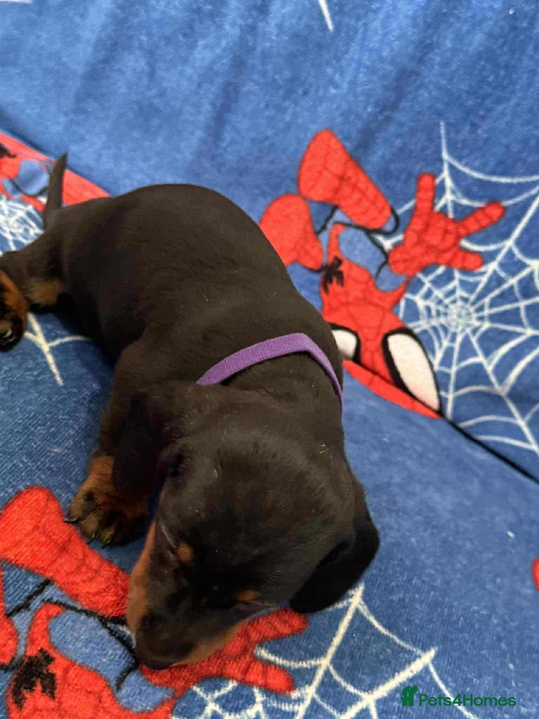 Miniature Dachshund dogs for sale: Miniature dachshund  - Advert 29