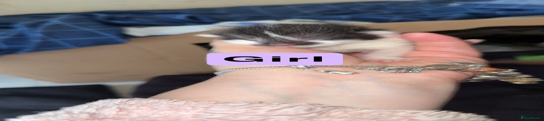 Mixed Breed Kitten 4