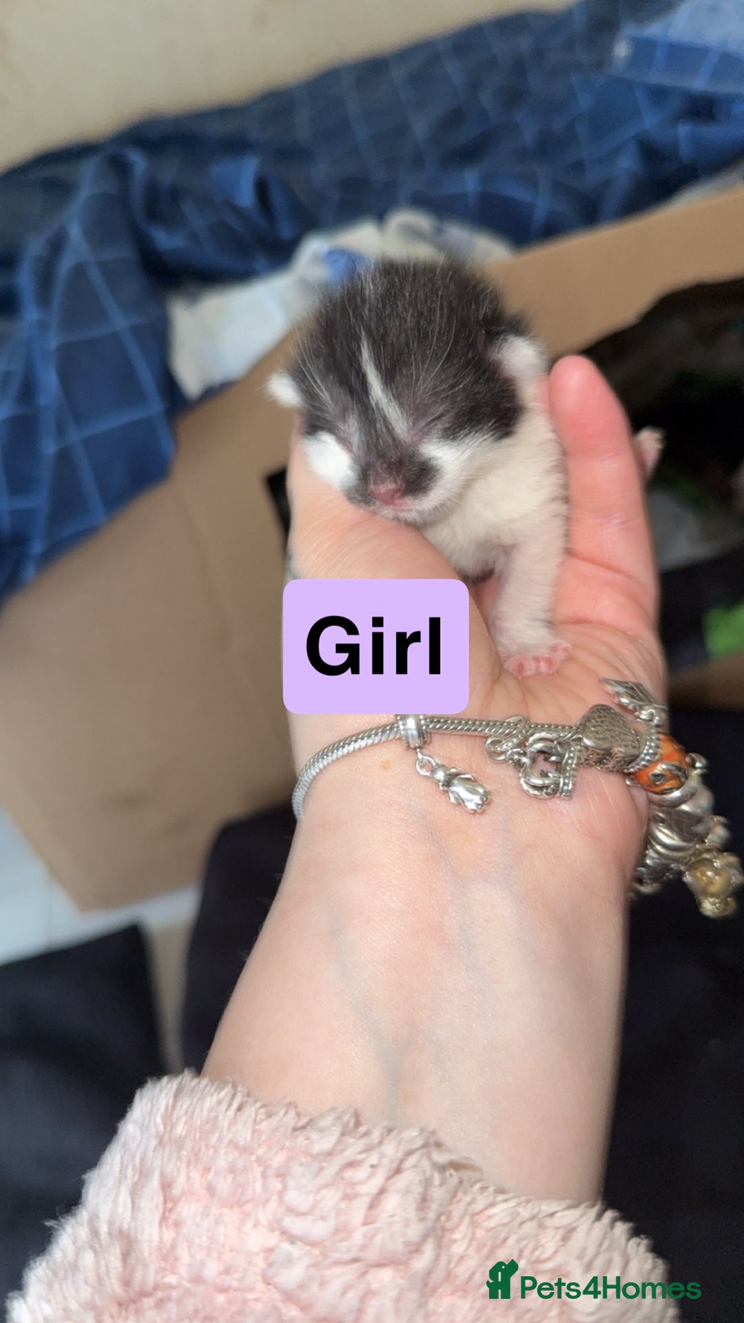 Mixed Breed cats for sale: Kitten - Advert 8