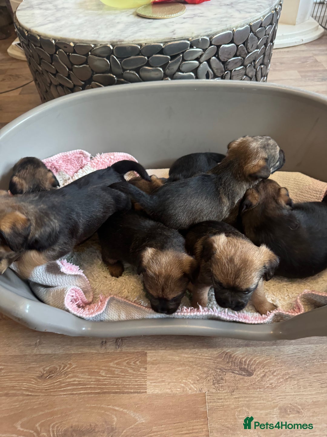 Border Terrier dogs for sale: Gorgeous litter of 7 Border terrier puppies 5F 2M - Advert 3