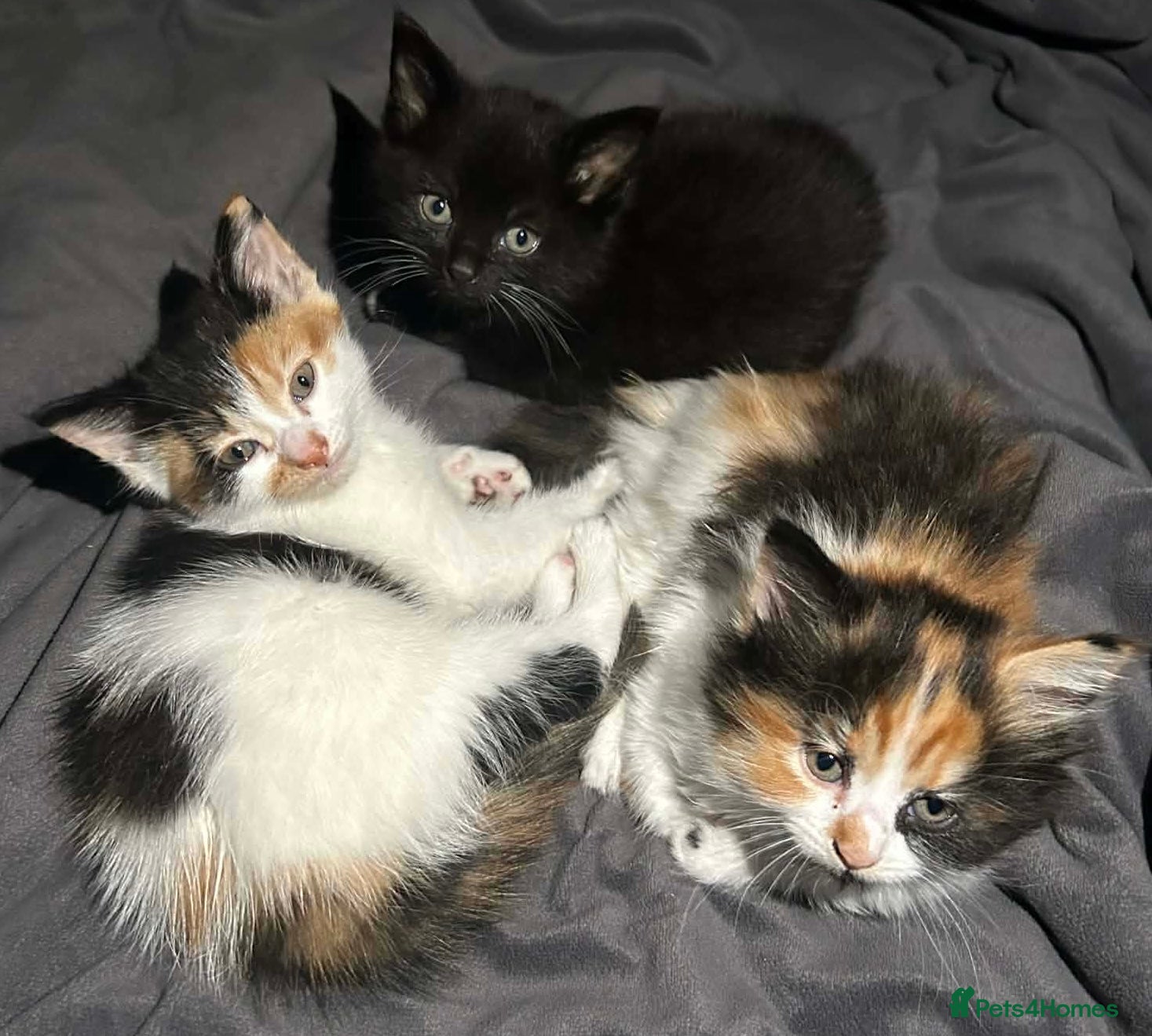 Siamese cats Siamese mixed kittens  - Advert 1