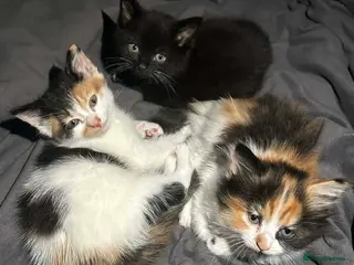 Siamese cats Siamese mixed kittens - Advert 1