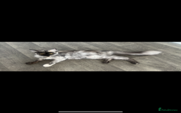 Maine Coon cats for sale: Un spayed Black smoke female Maine coon - Image 2