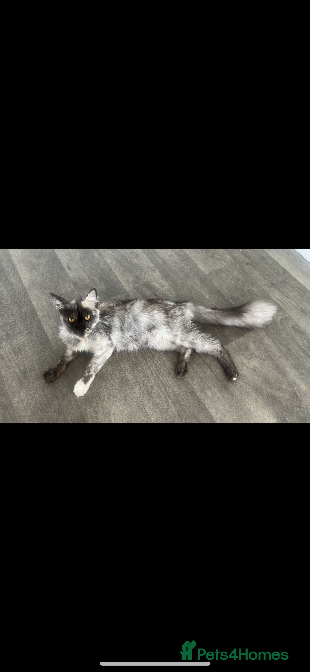 Maine Coon cats for sale: Un spayed Black smoke female Maine coon - Image 2