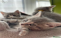 British Shorthair cats for sale: Beautiful kittens❤️ - Image 21