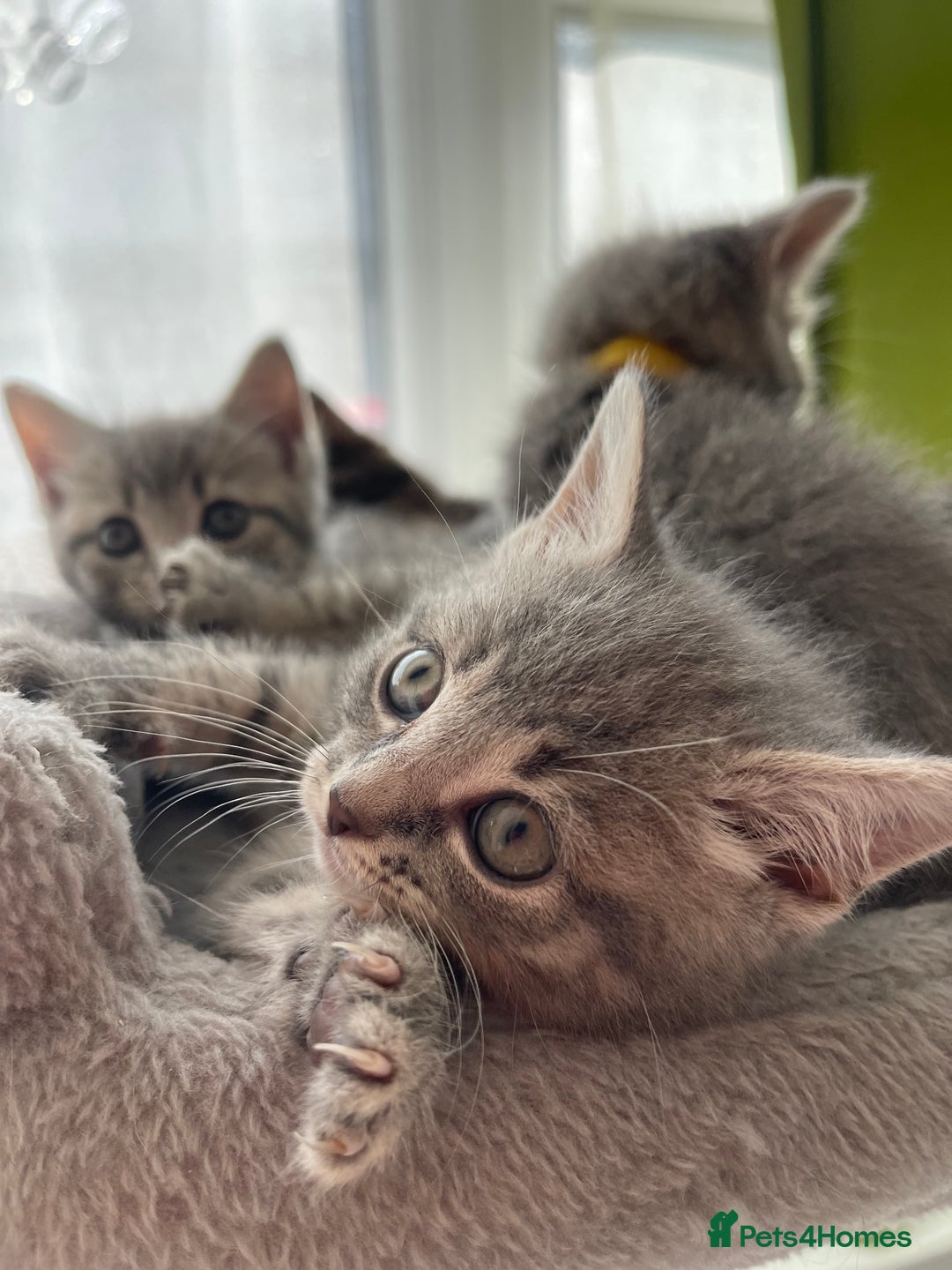British Shorthair cats for sale: Beautiful kittens❤️ - Image 21