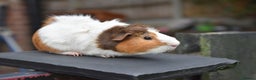 Guinea Pig rodents for sale: 9 Month Old Male Guinea Pigs Looking For New Home - Advert 16