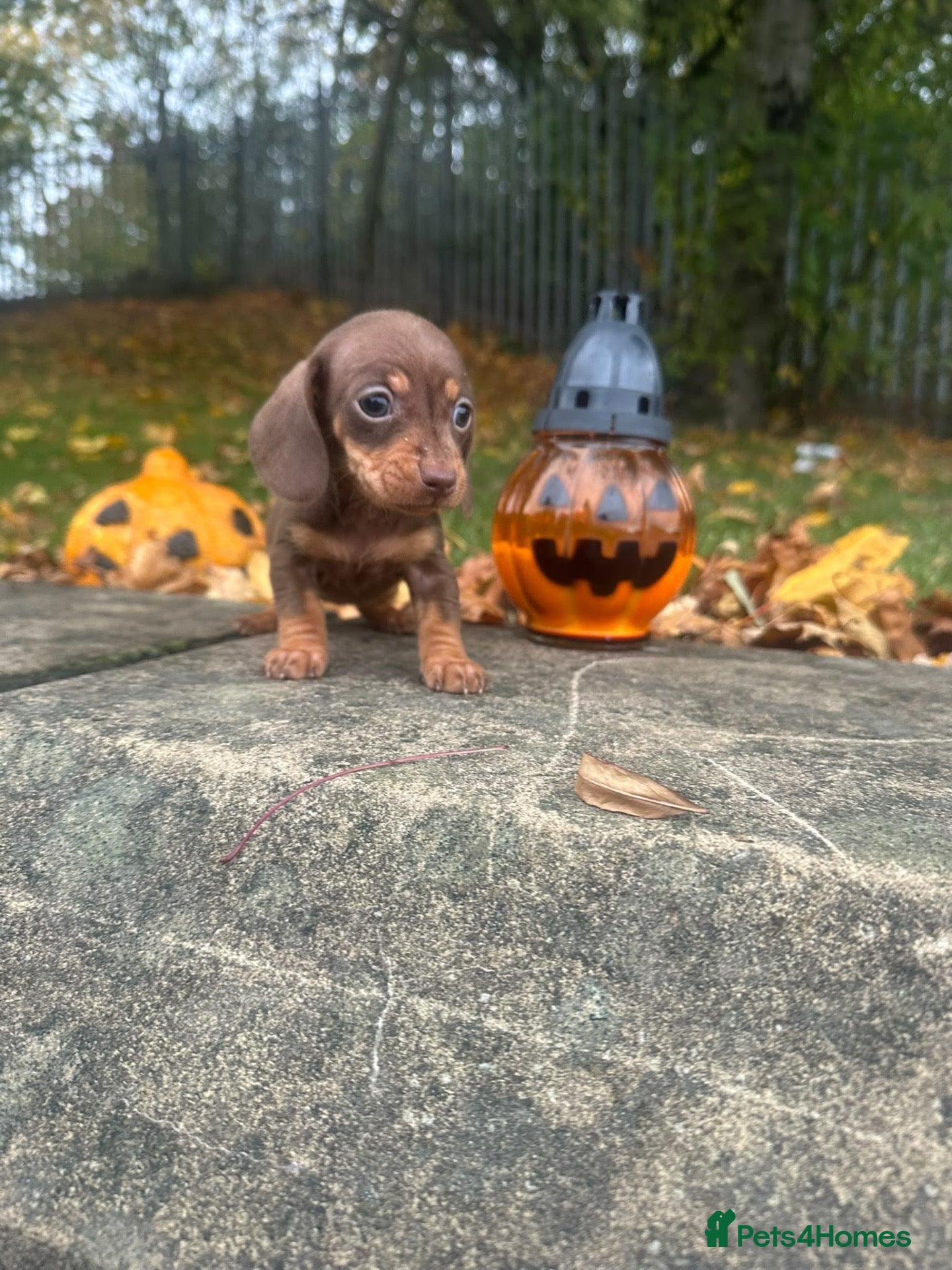 Miniature Dachshund dogs Miniature Dachshund  - Advert 18