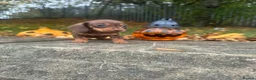 Miniature Dachshund dogs for sale: Miniature Dachshund  - Advert 14