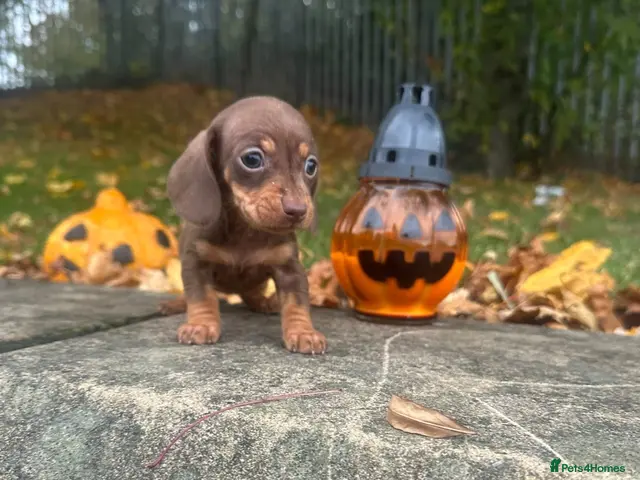 Miniature Dachshund dogs Miniature Dachshund - Advert 18