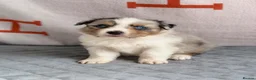 Australian Shepherd dogs for sale: Kc Australia shepherd puppies health test parents - Advert 15