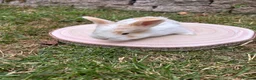 Angora rabbits for sale: Full Face English Angoras - Advert 7