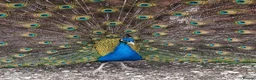 Peafowl poultry for sale: Black shoulder peacock  - Advert 5
