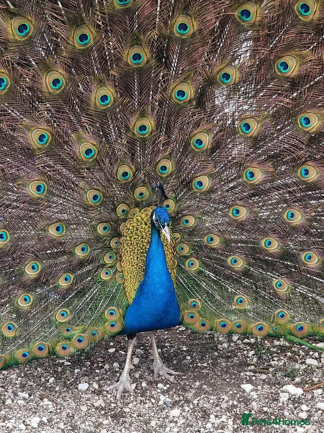 Peafowl poultry for sale: Black shoulder peacock  - Advert 5