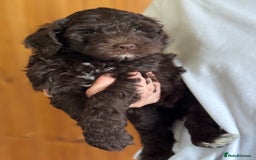 Schnoodle dogs for sale: F1 mega coated mini cross Schnoodles - Image 32