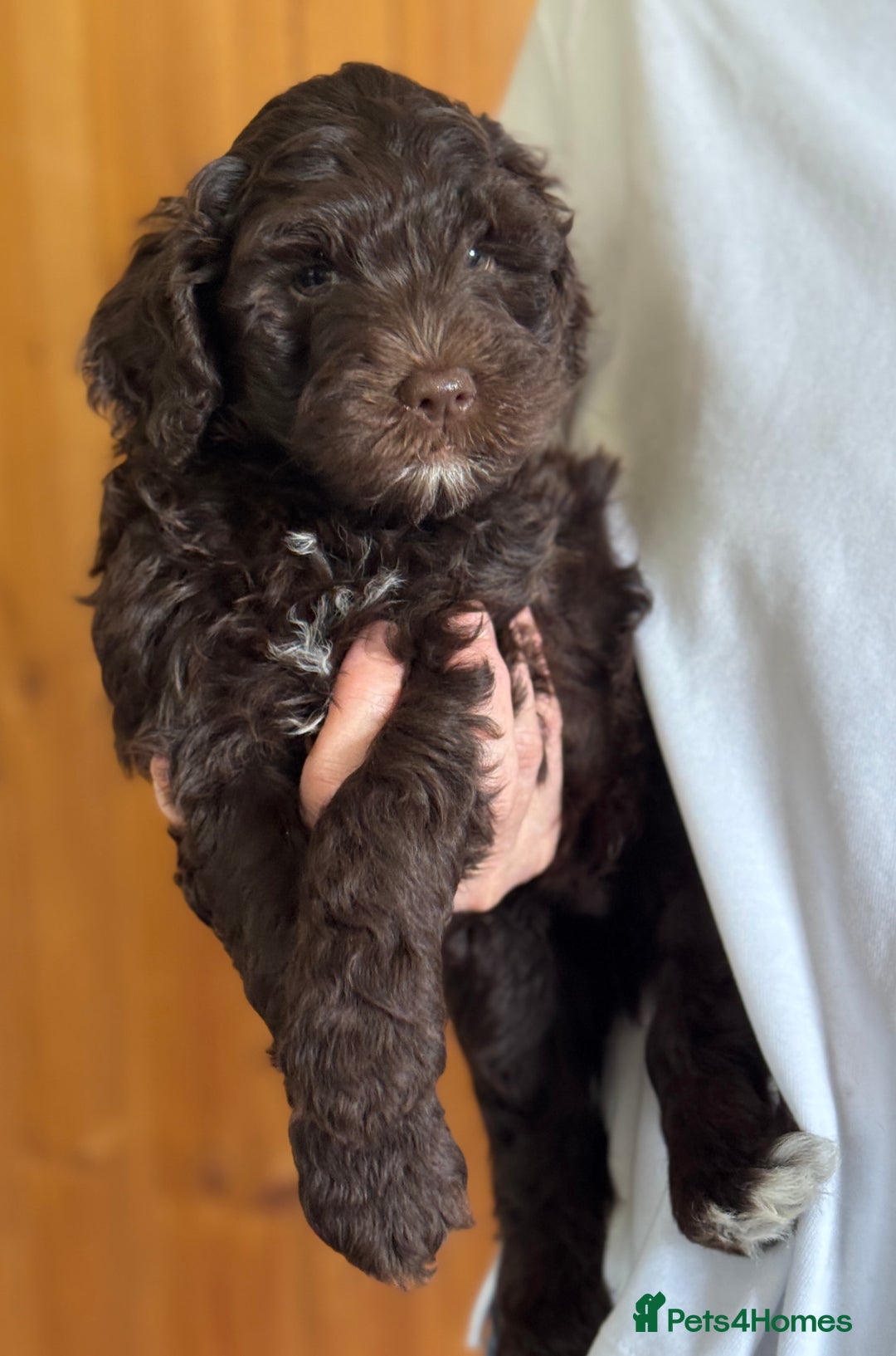 Schnoodle dogs for sale: F1 mega coated mini cross Schnoodles - Image 32