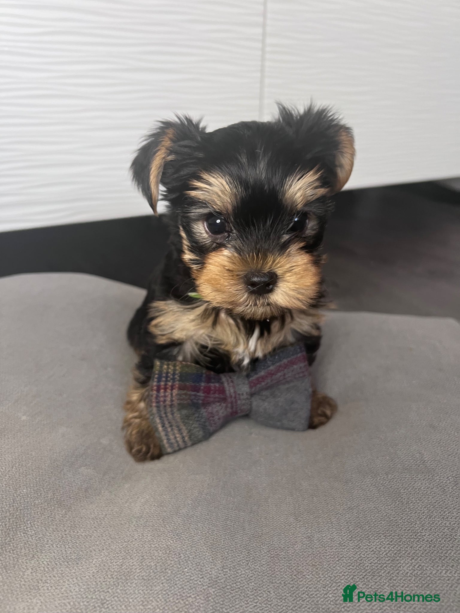 Yorkshire Terrier dogs Yorkshire Terrier Puppies Only 2 left!!! 💚🤍 - Advert 2