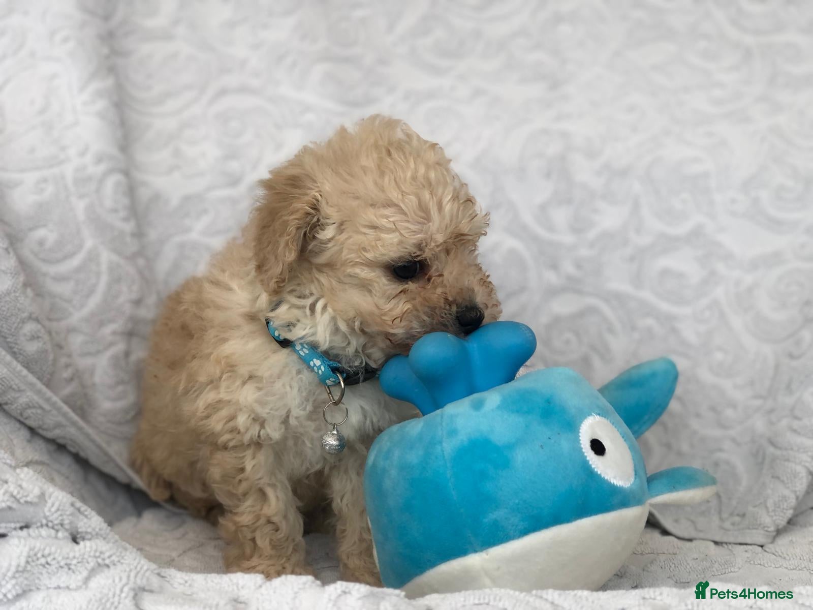 Maltipoo dogs 2 LEFT !!2X F1 CHAMPION BLOODLINE MALTIPOO PUPPYS - Advert 14