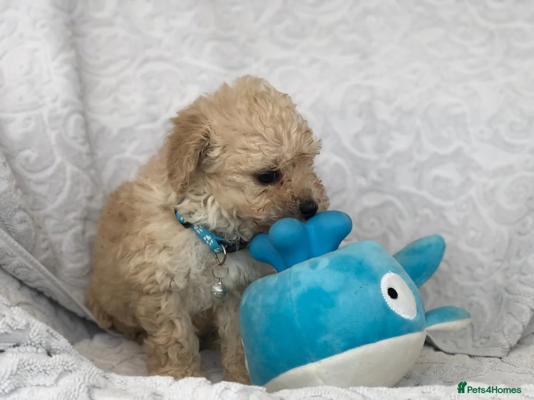 Maltipoo dogs for sale: 2 LEFT !!2X F1 CHAMPION BLOODLINE MALTIPOO PUPPYS - Advert 2