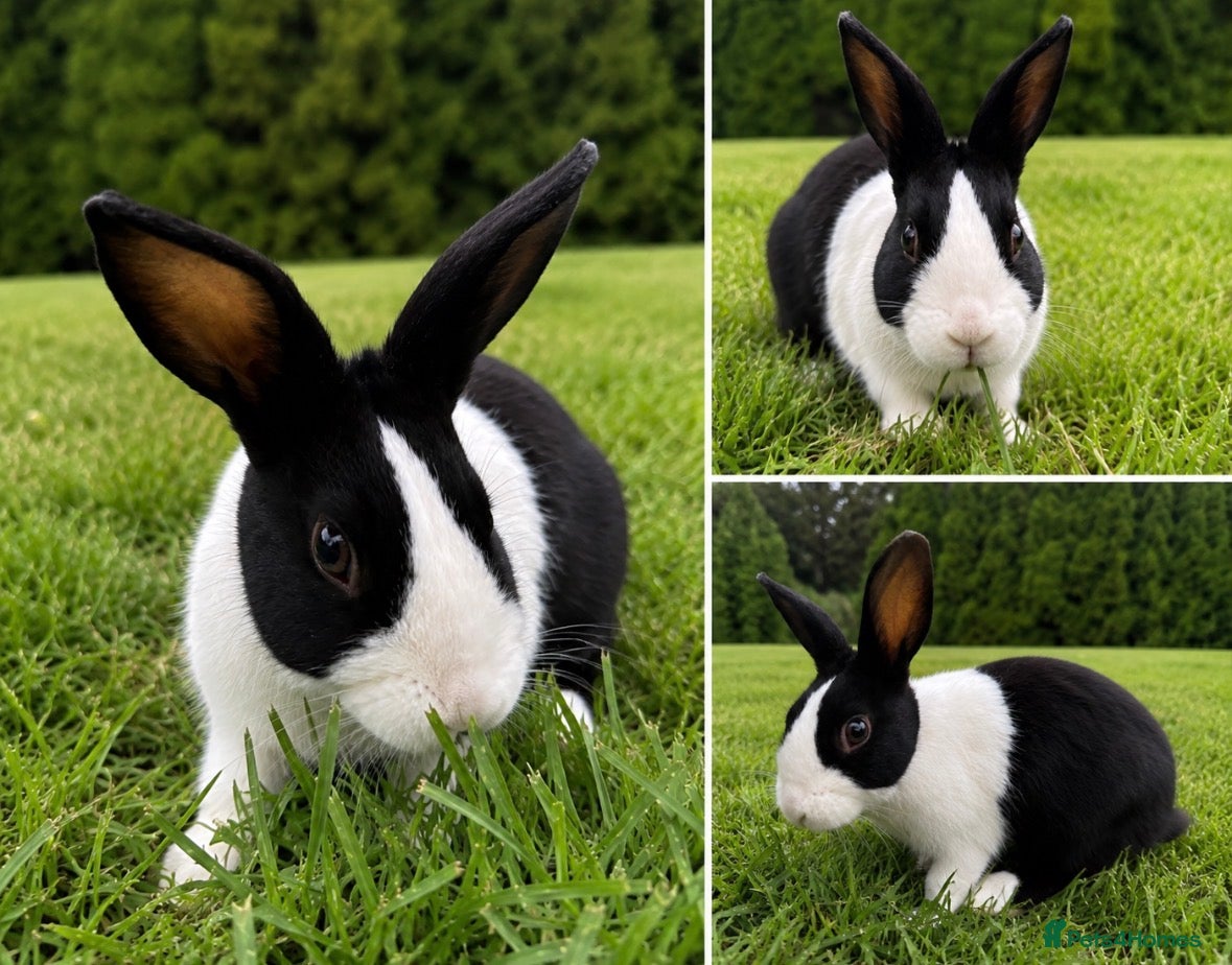Dutch rabbits 4 month bunny+ all accessories for sale - Advert 1