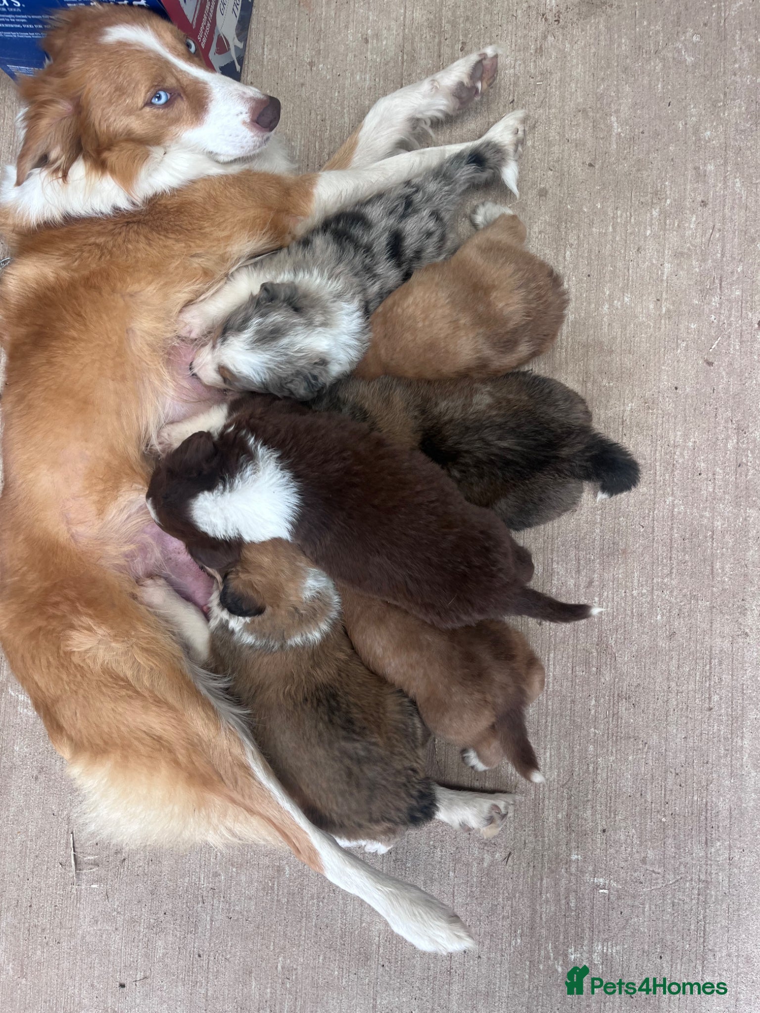 Mixed Breed dogs Collie puppies  - Advert 5