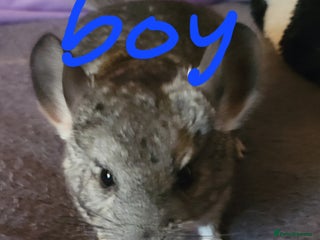 Chinchilla rodents Baby chinchillas for sale - Advert 9