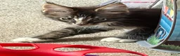 Maine Coon cats for sale: TICA Registered pedigree Maine Coon kittens - Advert 10