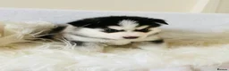 Pomsky dogs for sale: Stunning F3 Pomsky Puppies - Advert 10
